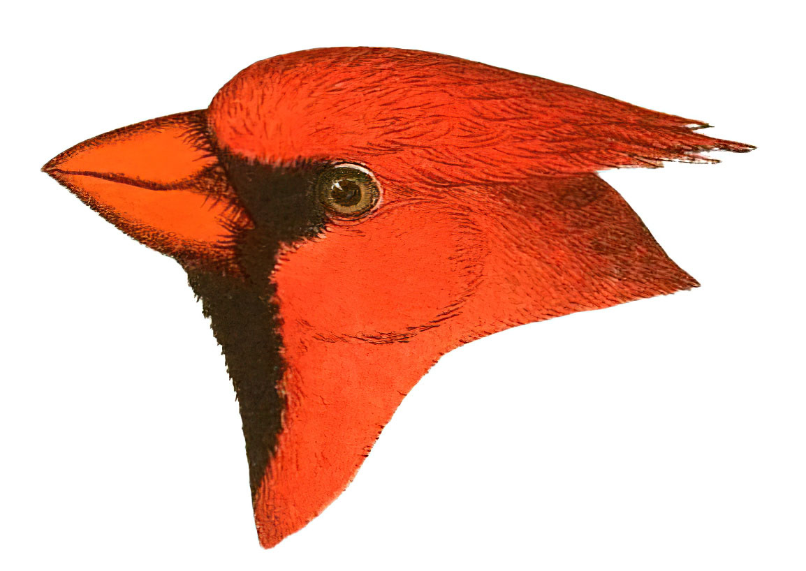 Cardinal Bird Head