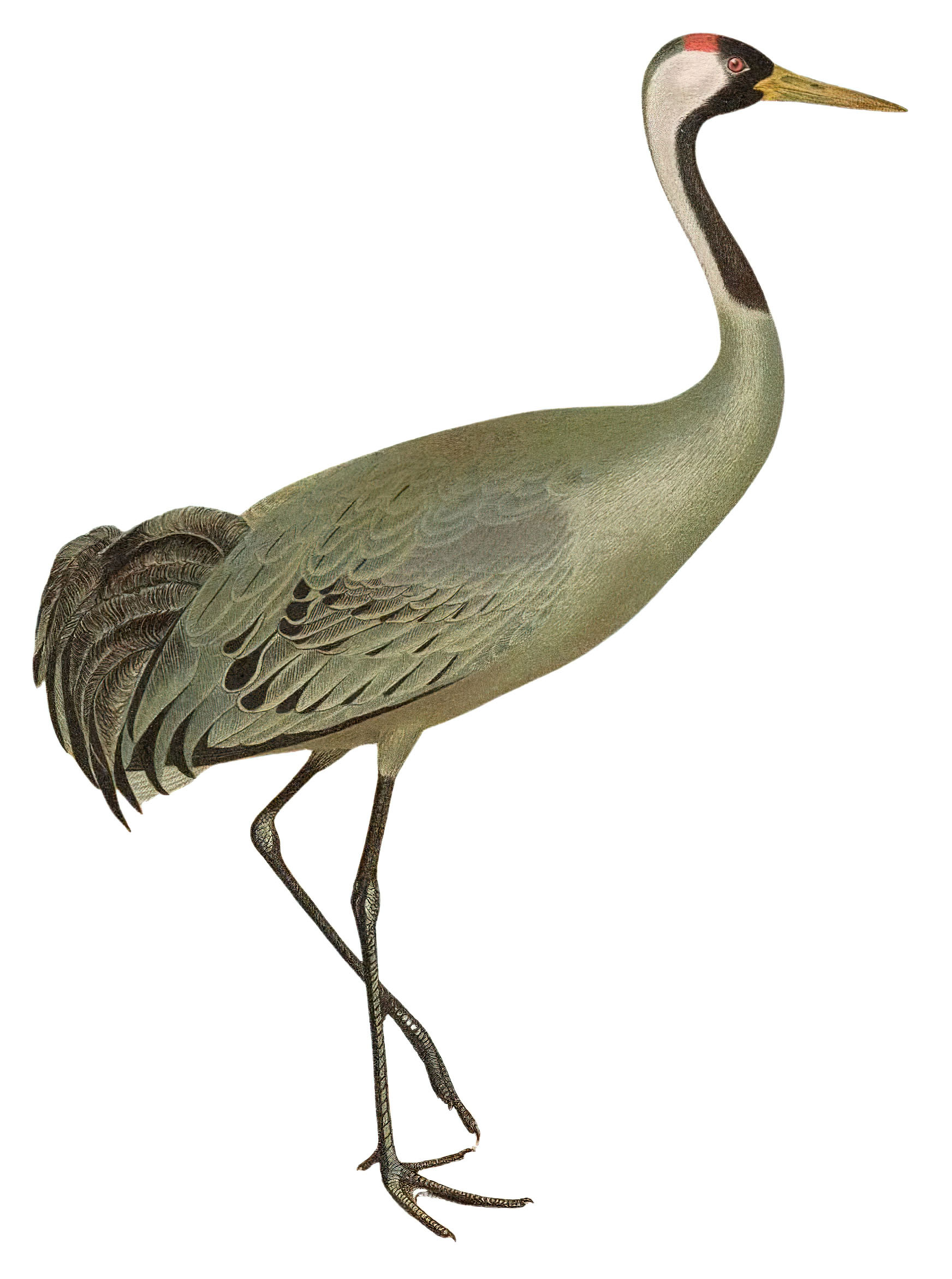 bird crane clip art