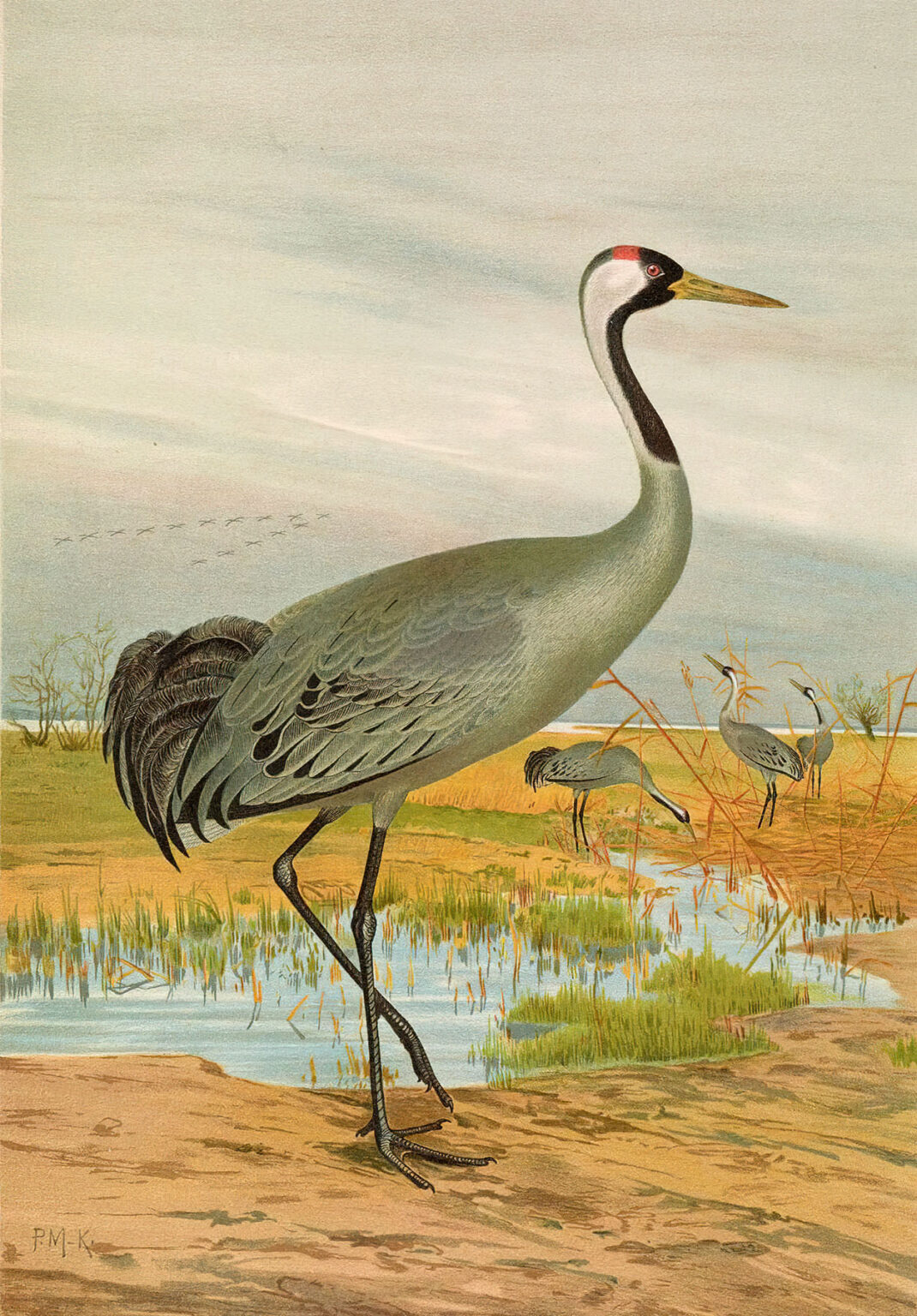 8 Crane Bird Images The Graphics Fairy 8-crane-bird-images-the-graphics-fairy