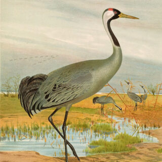 Crane Bird Image in Marsh