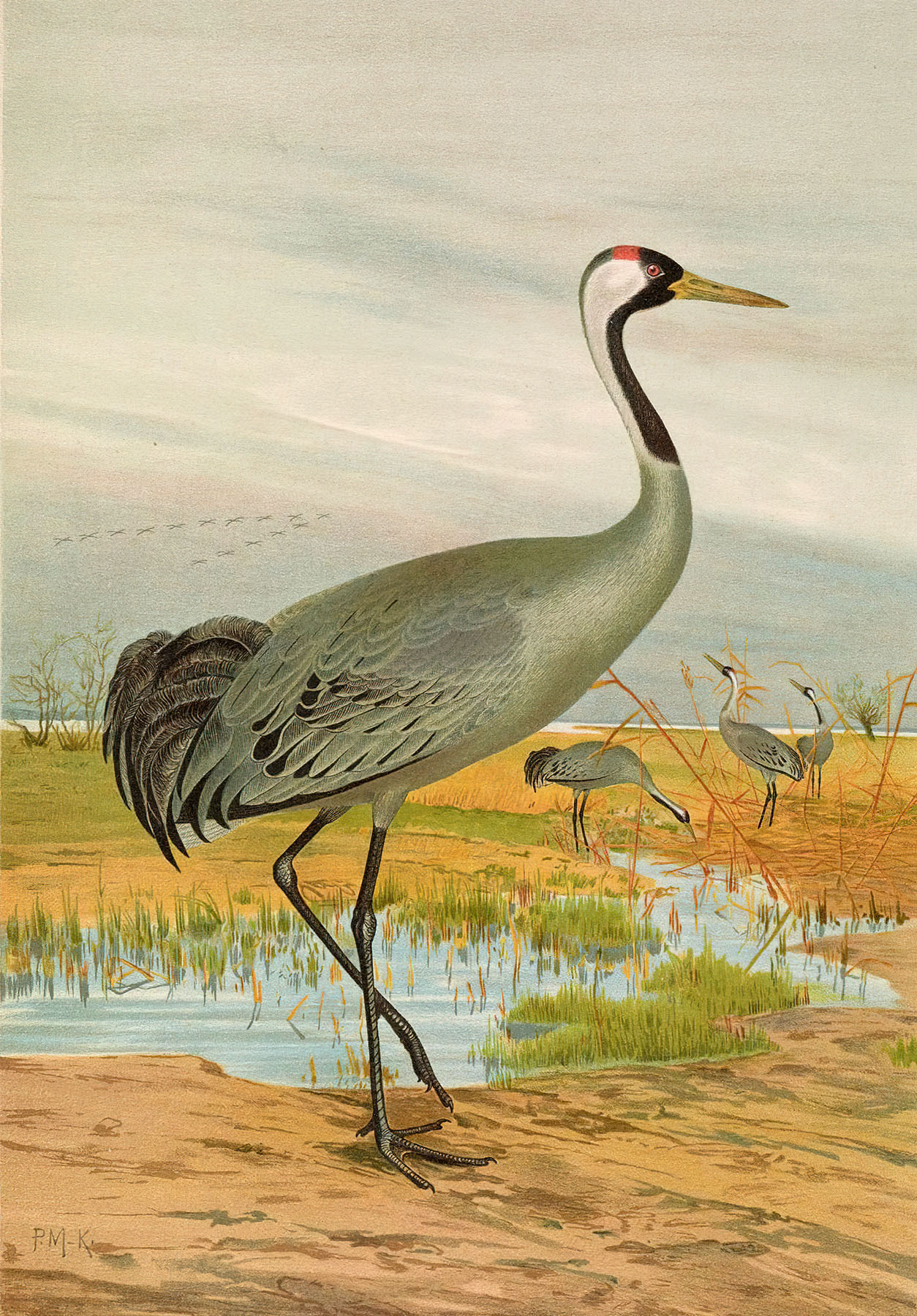 Crane Bird Image in Marsh