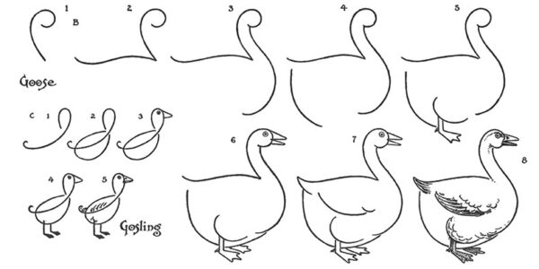 Drawing of a Goose (Step by Step!) - The Graphics Fairy