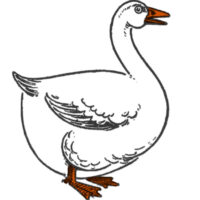 Goose Drawing Color