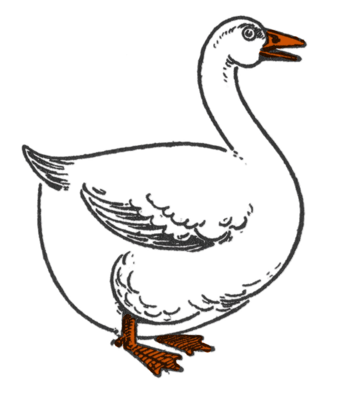 Drawing of a Goose (Step by Step!) - The Graphics Fairy