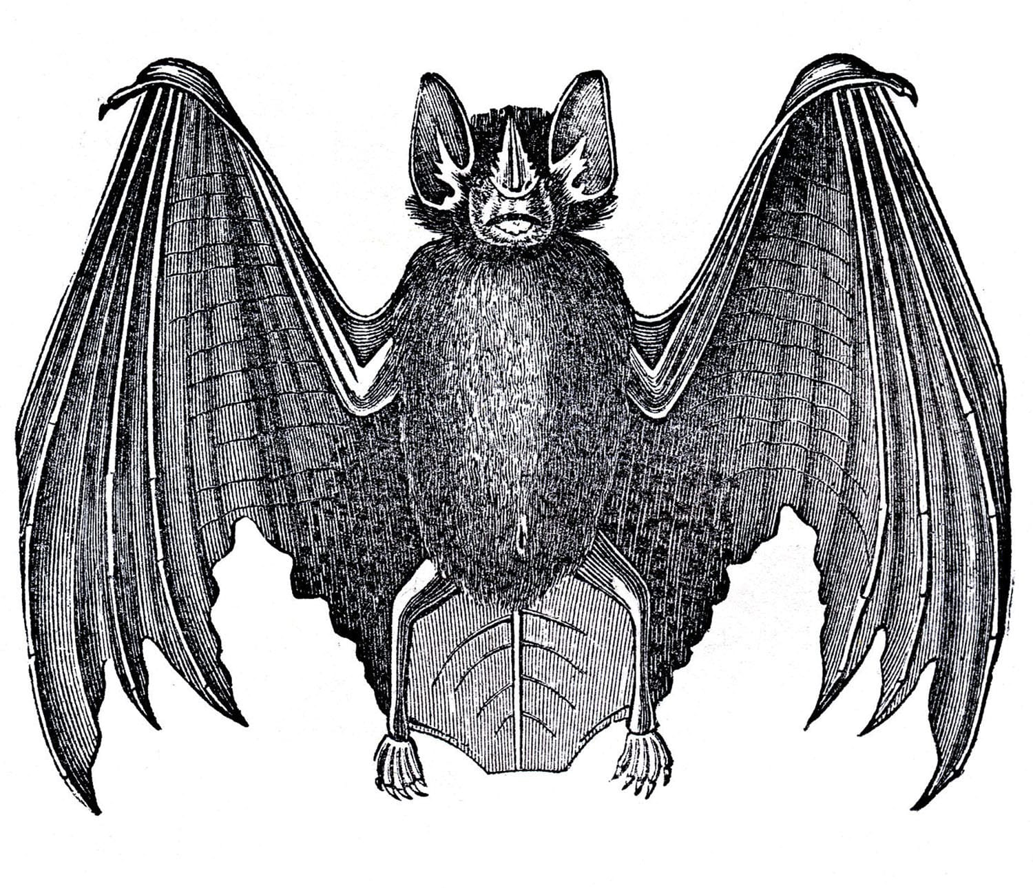 Black and White Bat Illustration