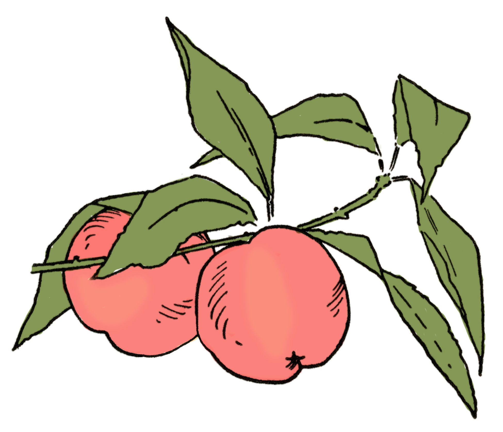 How to Draw Peaches step by step