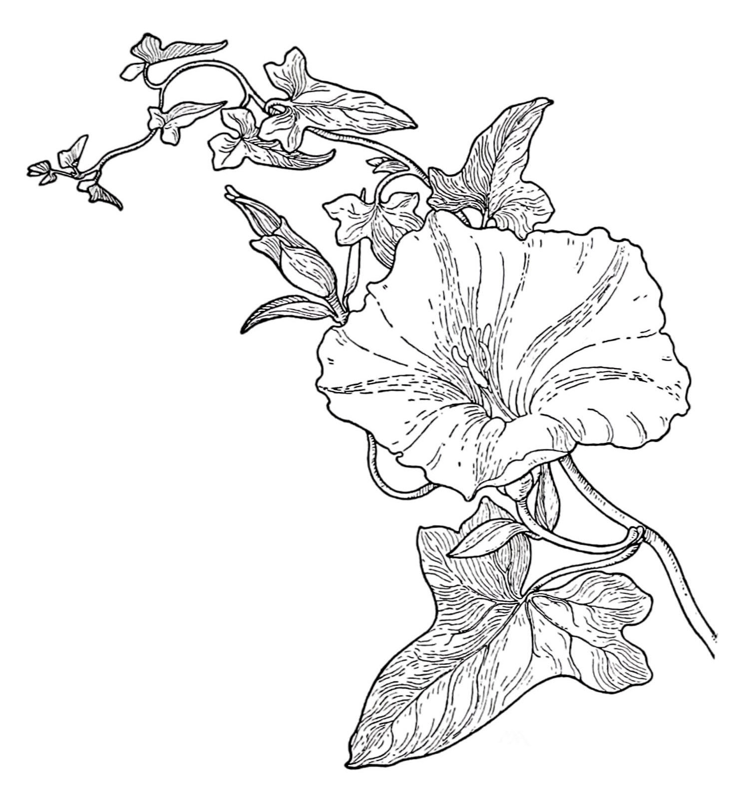 morning glory coloring pages