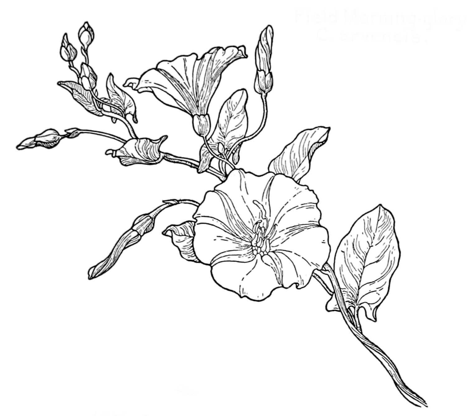 morning glory coloring pages