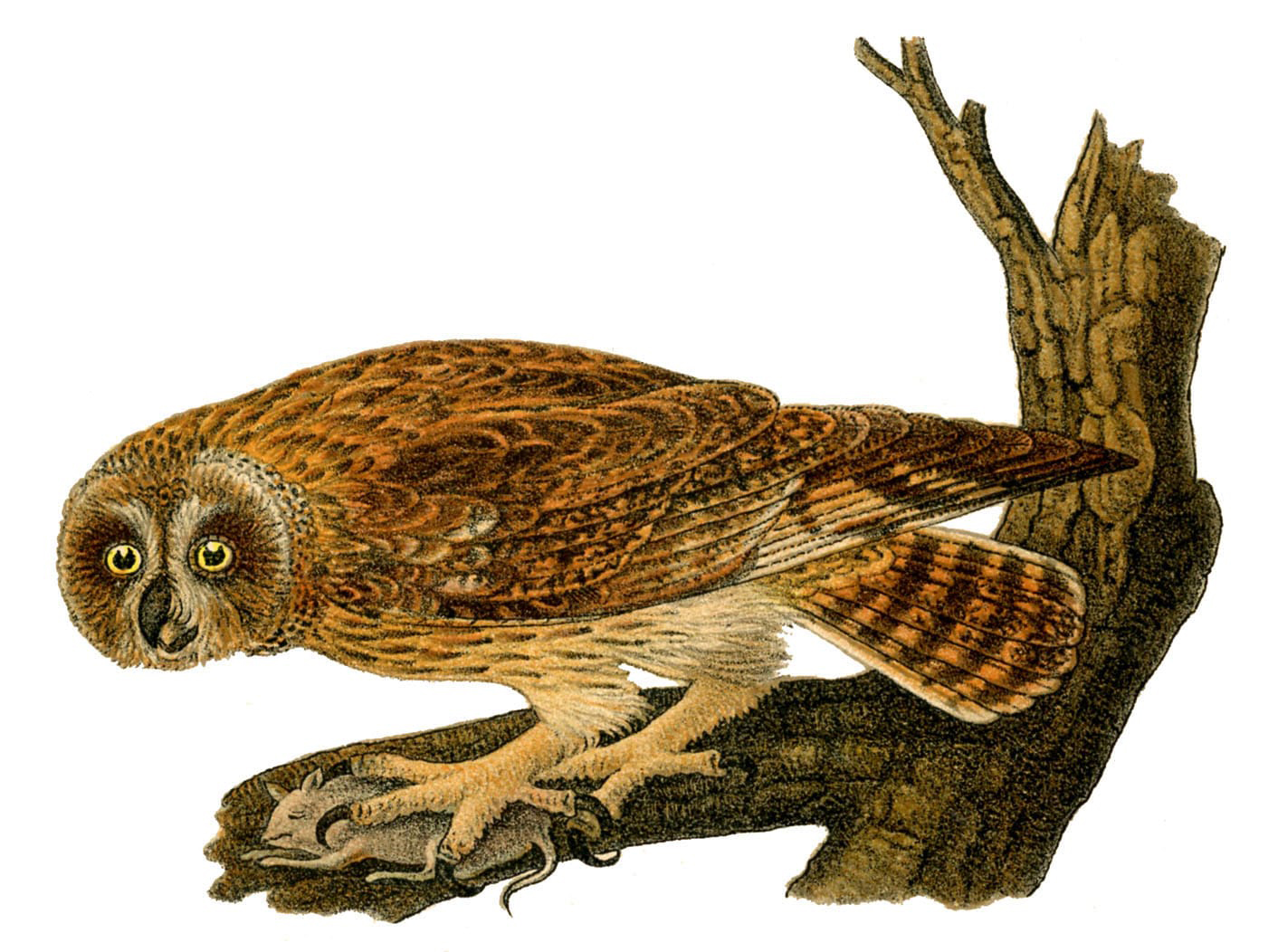 Owl with Prey Image