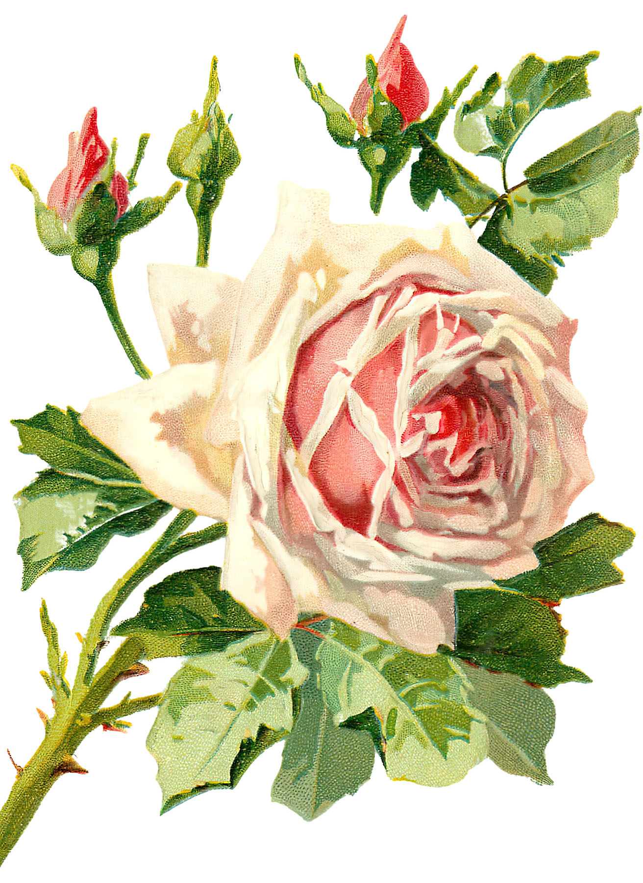 14 Free Vintage Roses Images Gorgeous The Graphics Fairy