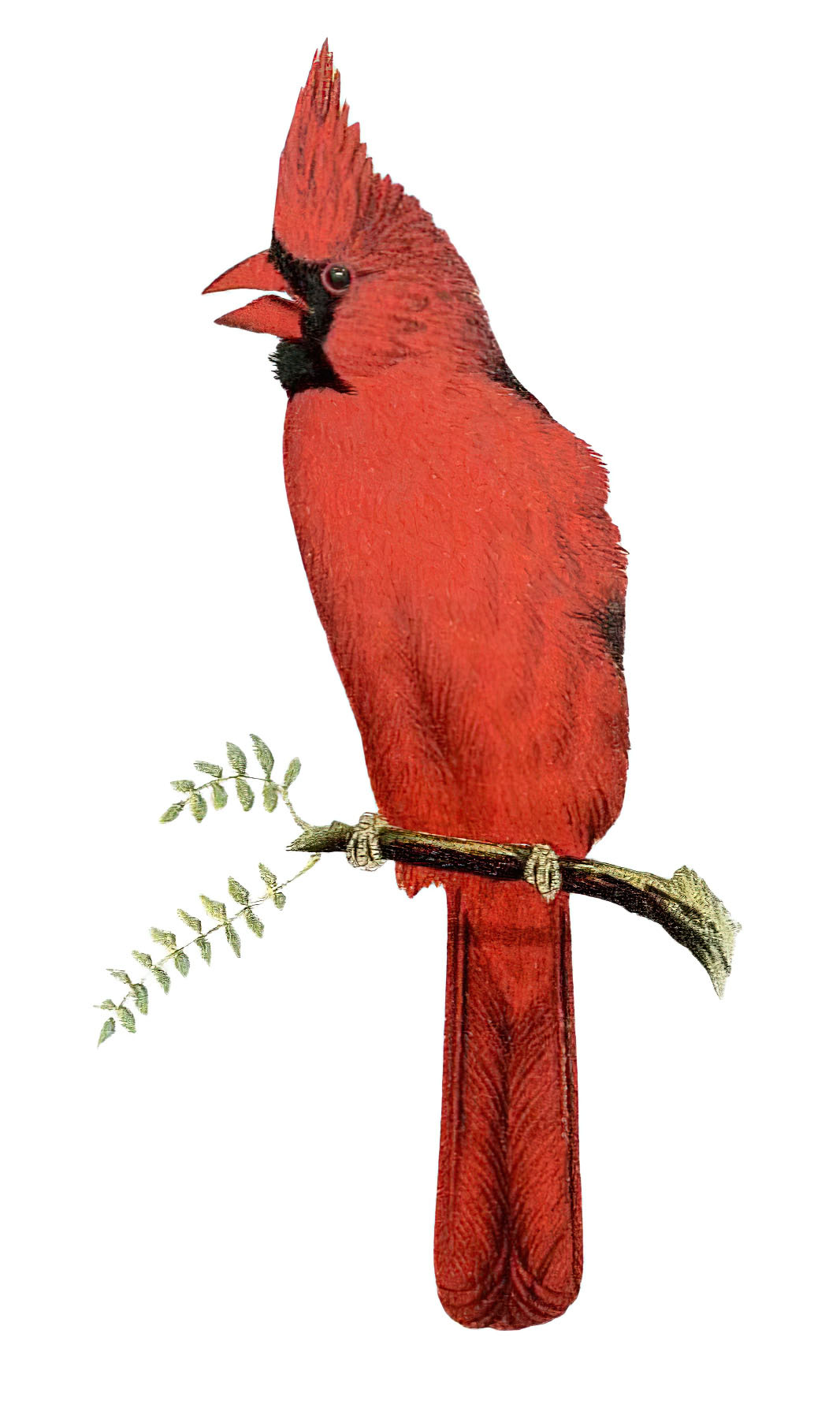 Red Cardinal on Branch 