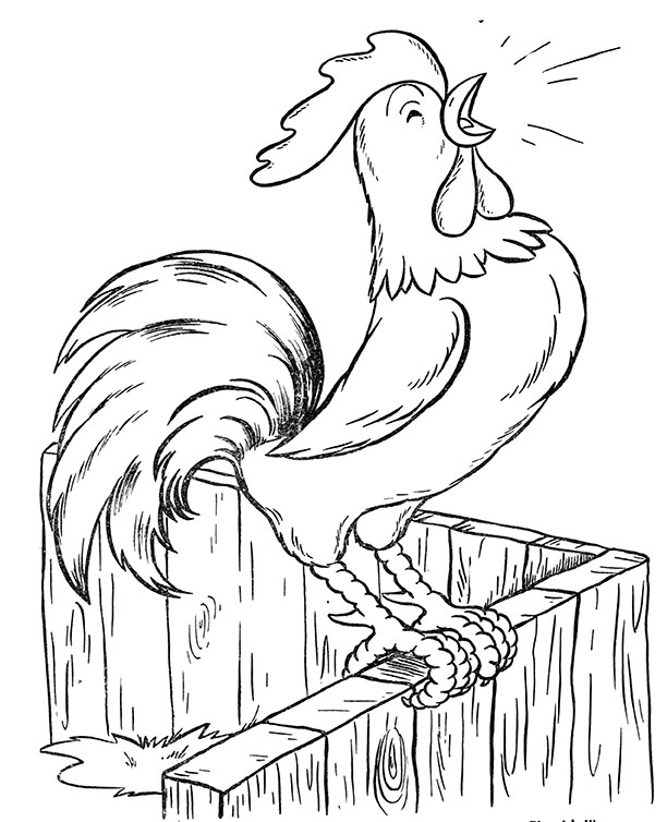 poultry coloring pages