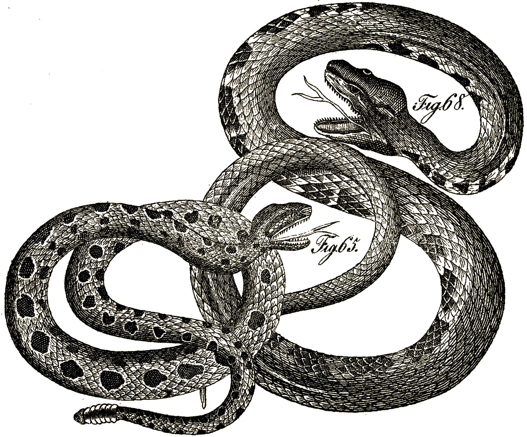 vintage snakes illustration