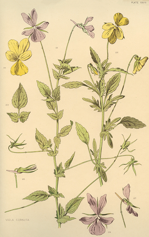 Viola Botanical Print