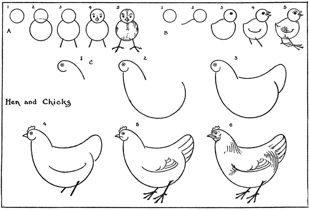 Draw a Chicken Easy (6 Simple Steps)! - The Graphics Fairy