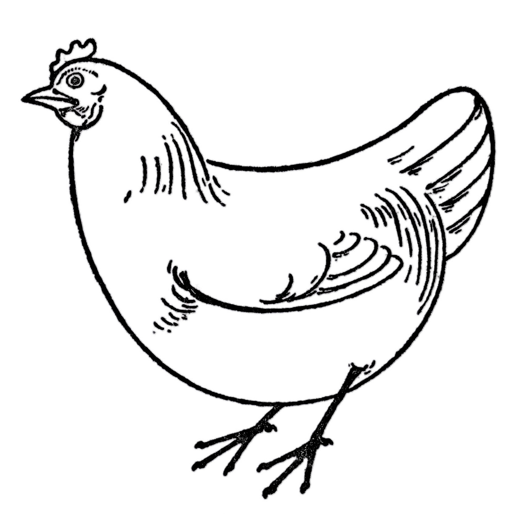 Курица рисунок для детей для срисовки
