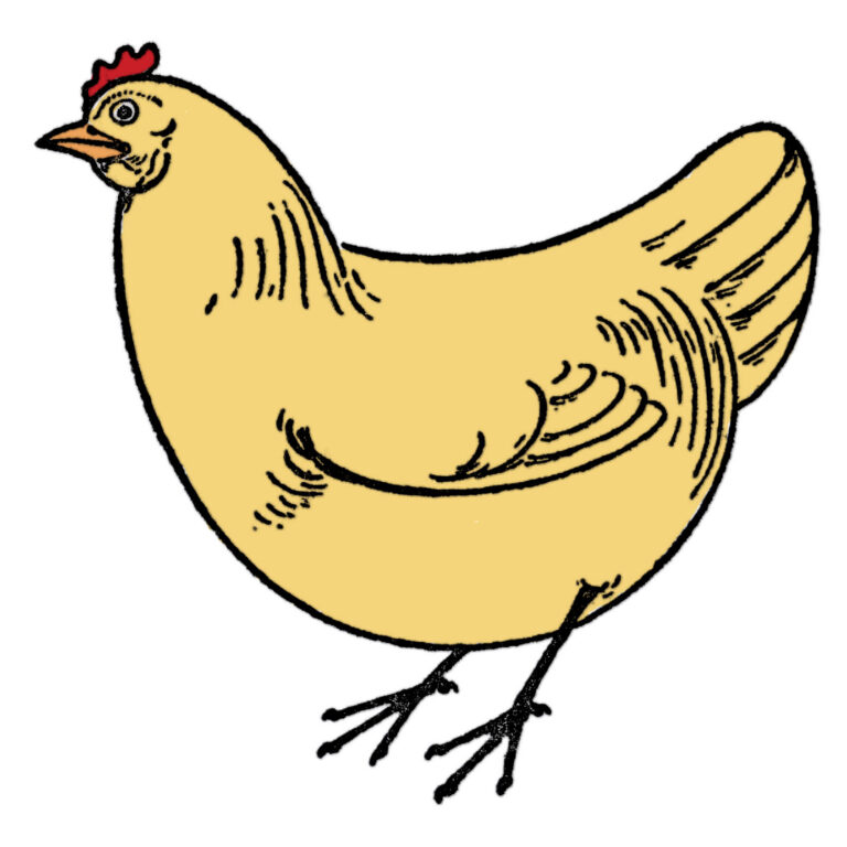 Draw a Chicken Easy (6 Simple Steps)! - The Graphics Fairy