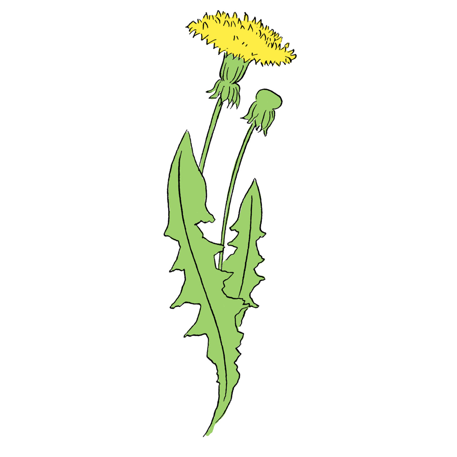 How to draw a dandelion Easy dandelion drawing step by step tutorial