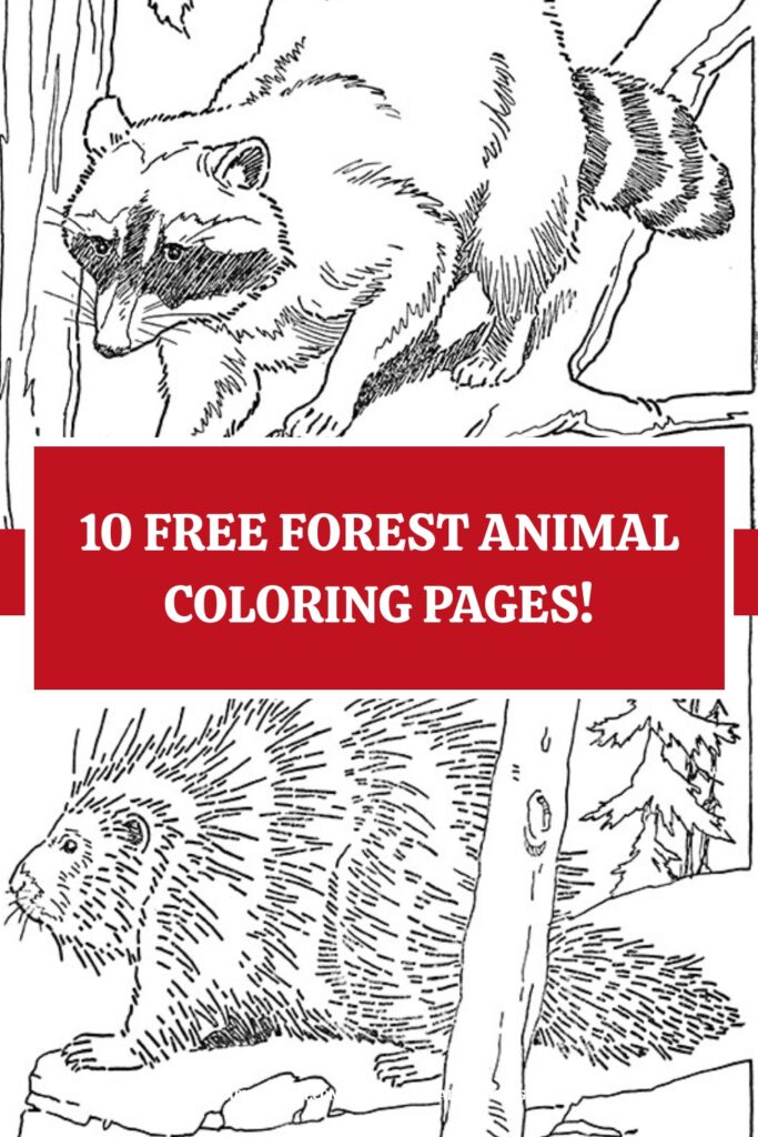 Animal Coloring Pages