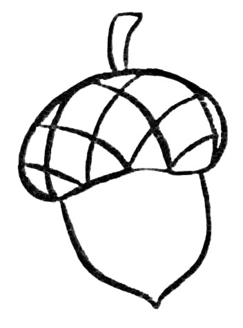 Acorn Drawing Step by Step