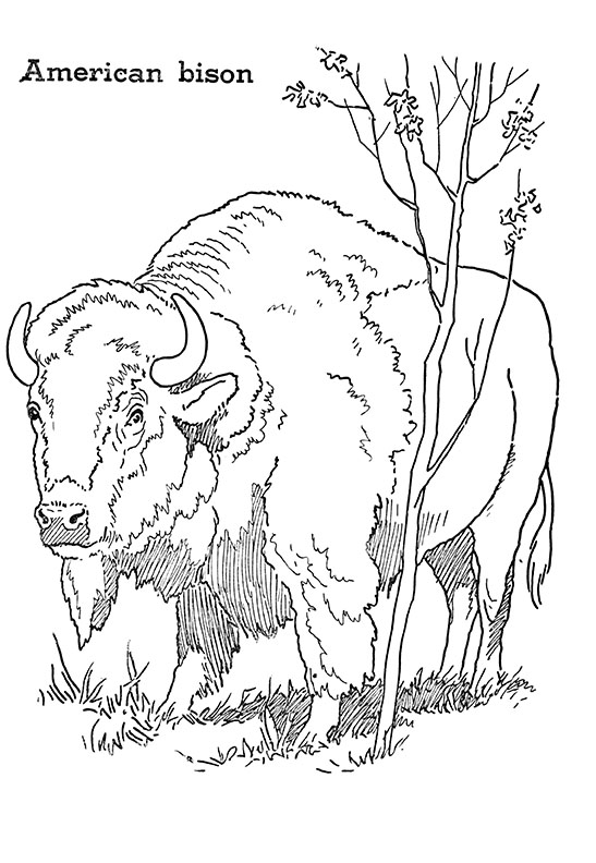Bison to Print and Color