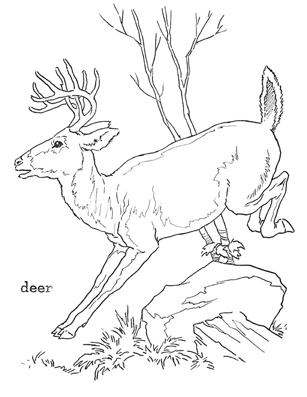 Printable Deer to Color