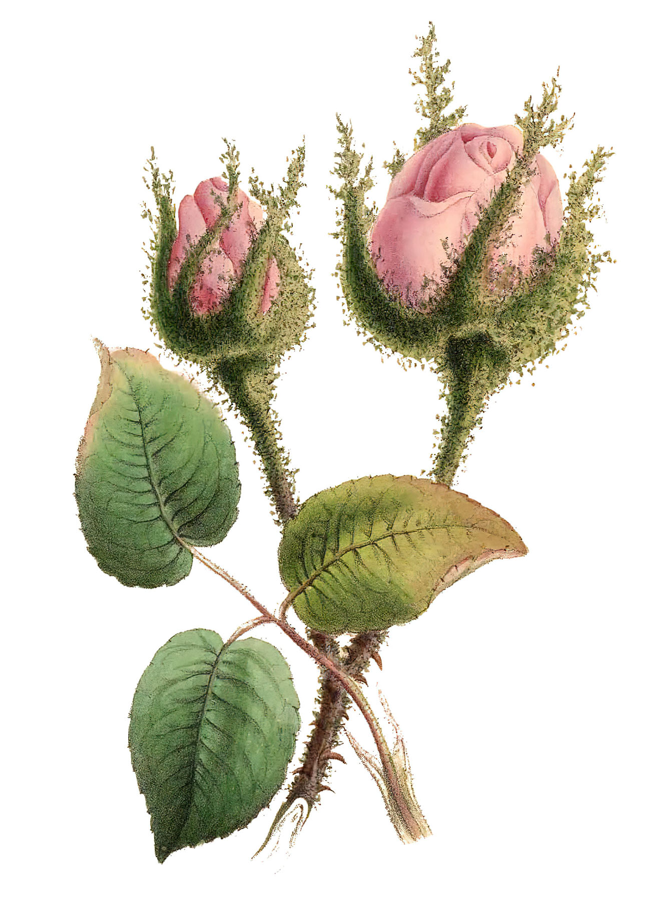 File:Rosebud.jpg - Wikipedia