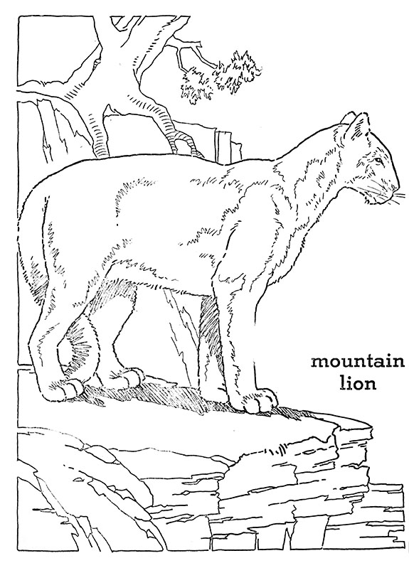 baby mountain lion coloring pages