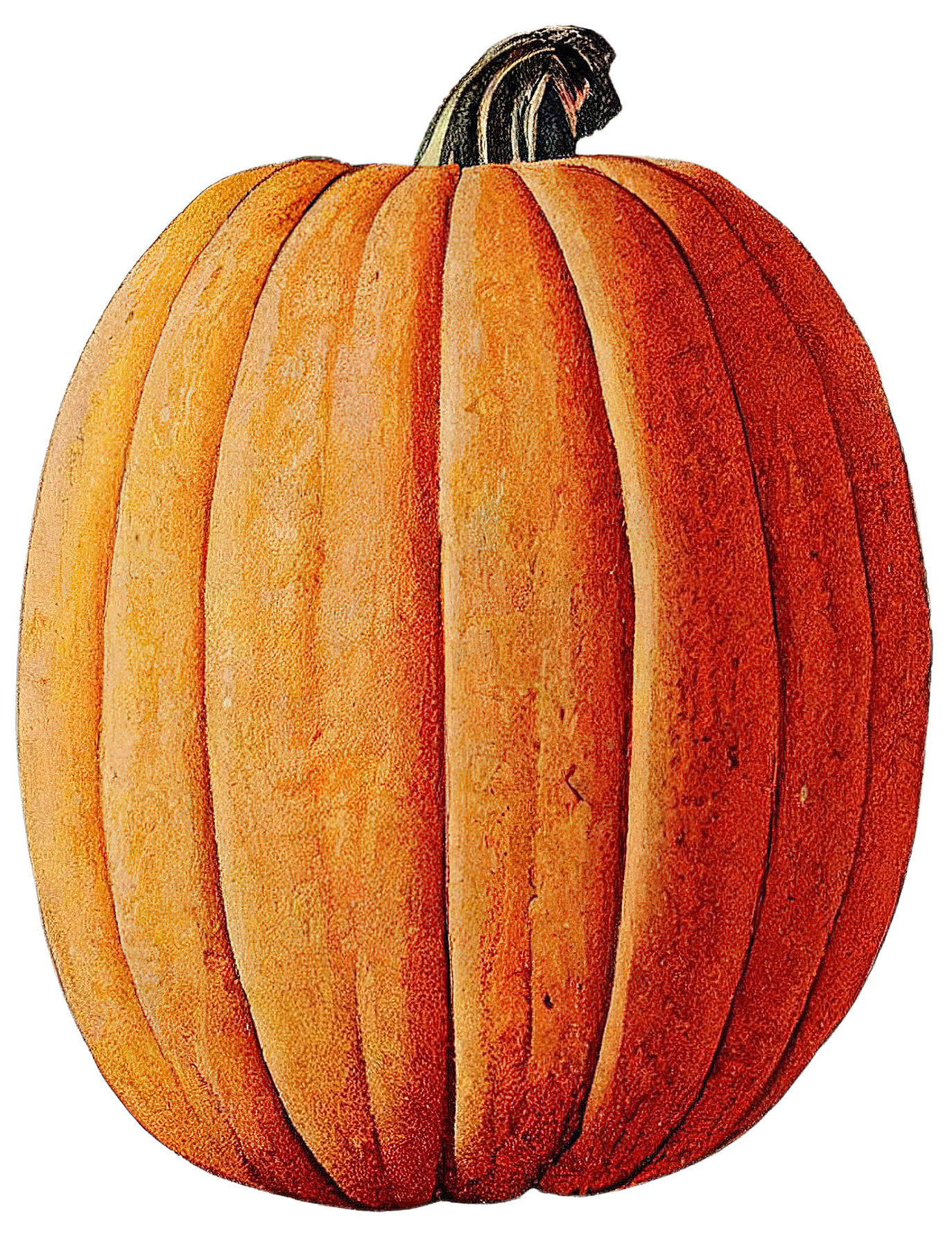 fall pumpkin clip art