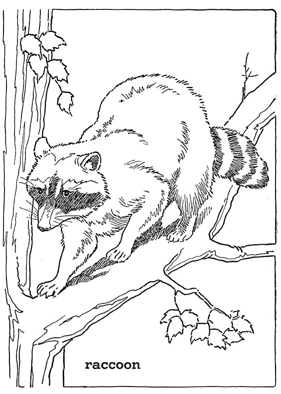 Raccoon Color Sheet