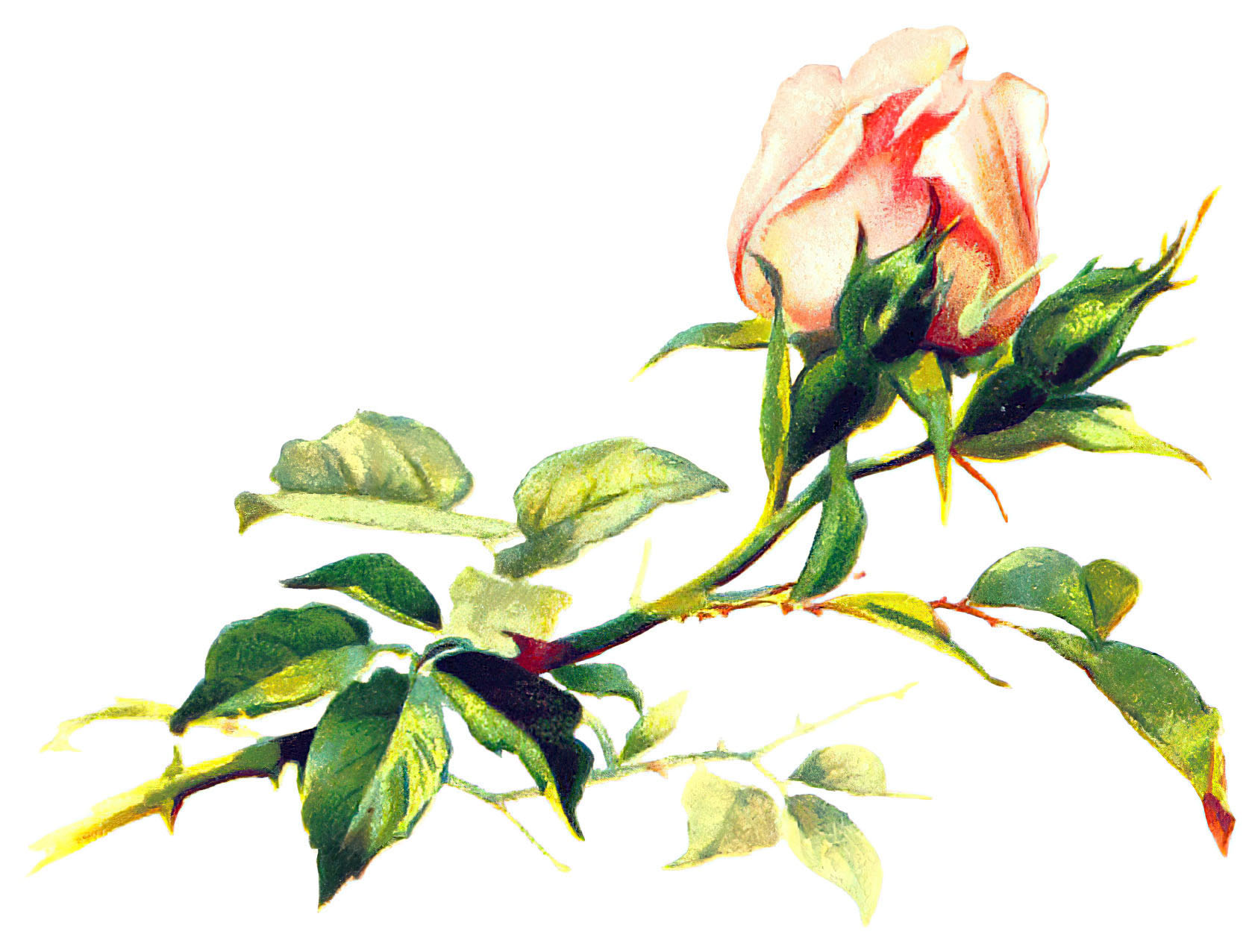 Pink Rosebud Picture