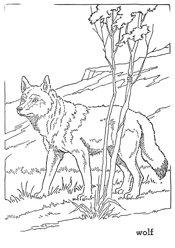 Forest Animal Wolf Coloring Page