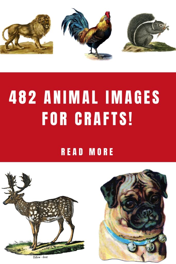 Animal Pictures for Crafts