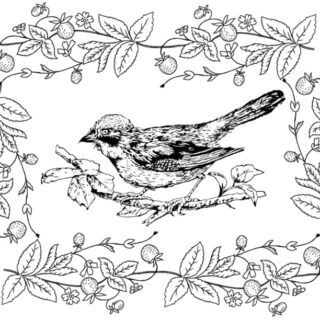 Beautiful Bird Coloring Pages