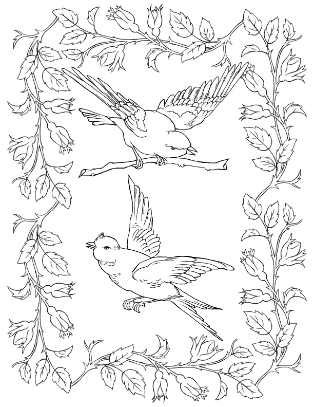 8 Bird Coloring Pages! The Graphics Fairy