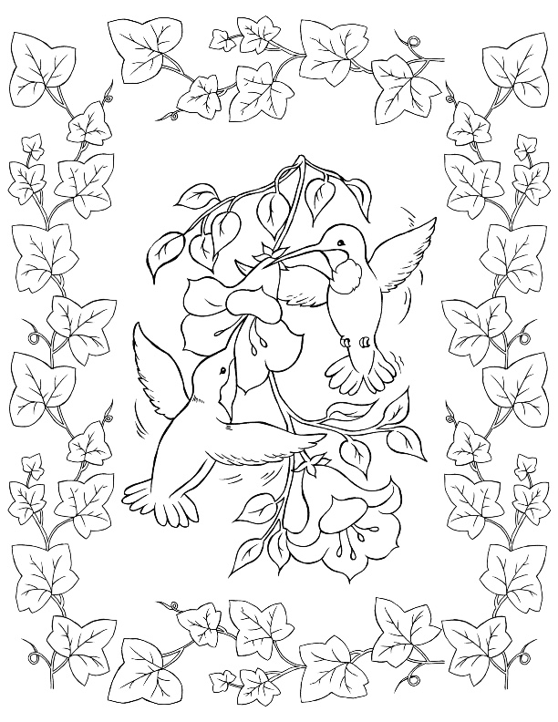 bird coloring pages free printables