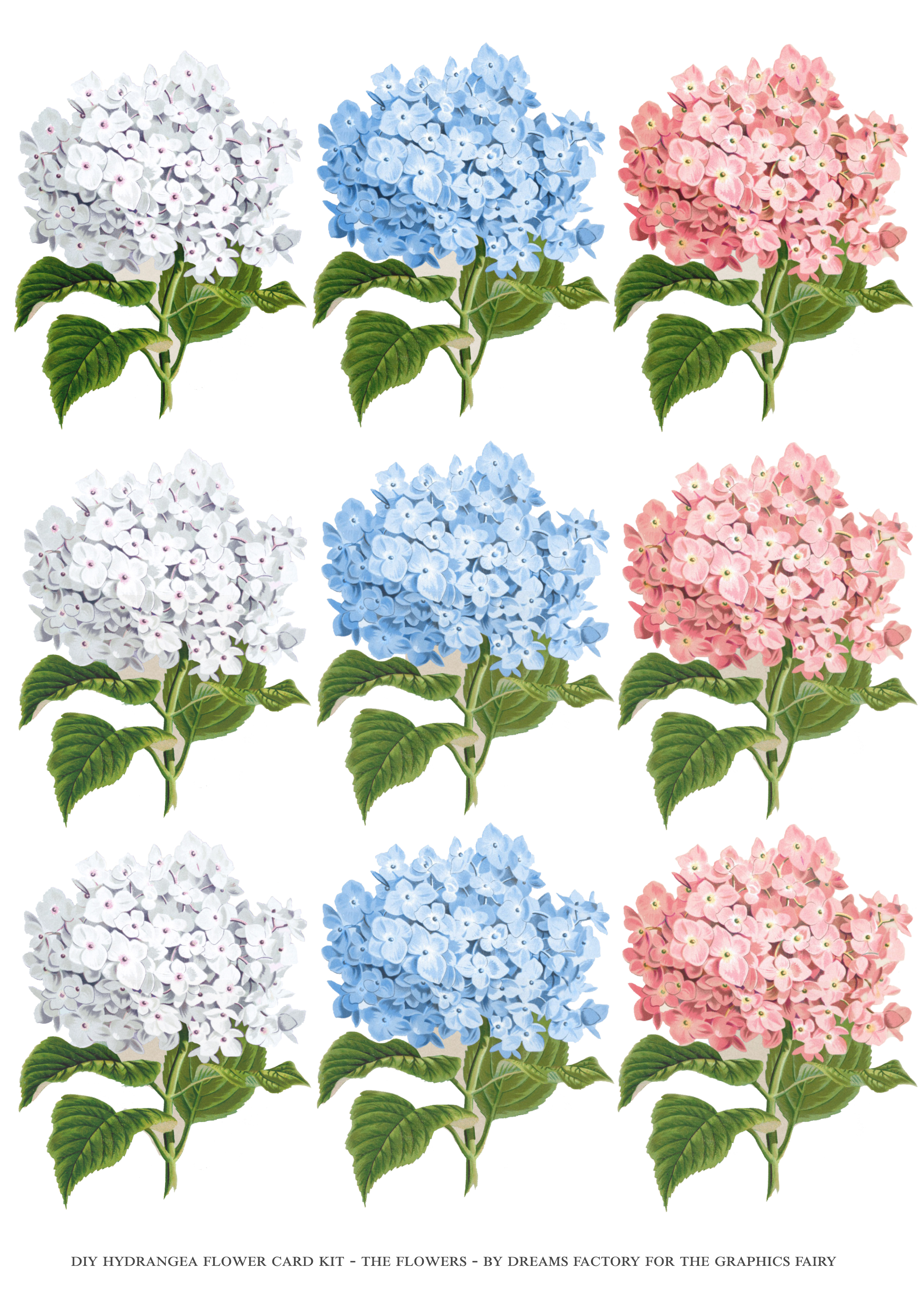 card kit fhydrangea flowers