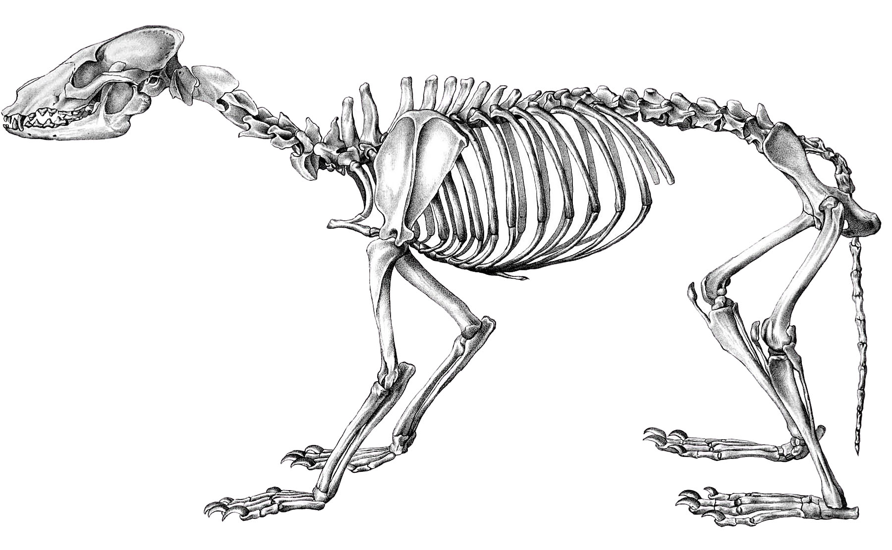 Dog Skeleton Clipart