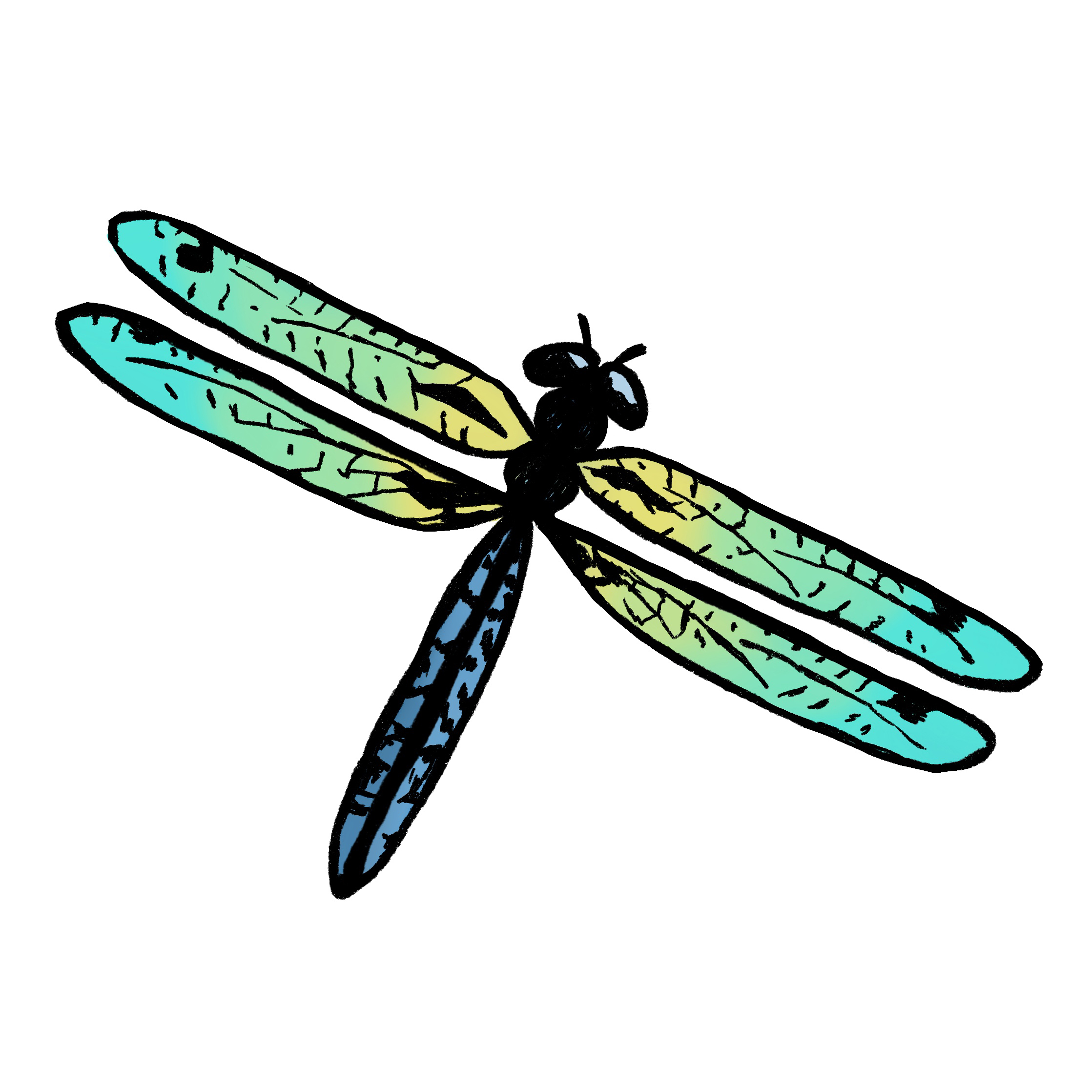 Easy Dragonfly Drawing (4 Steps)! The Graphics Fairy