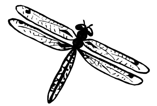 Easy Dragonfly Drawing: (4 Steps)! - The Graphics Fairy