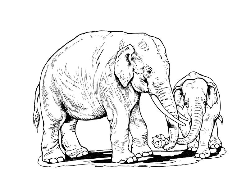 Realistic Elephant coloring pages