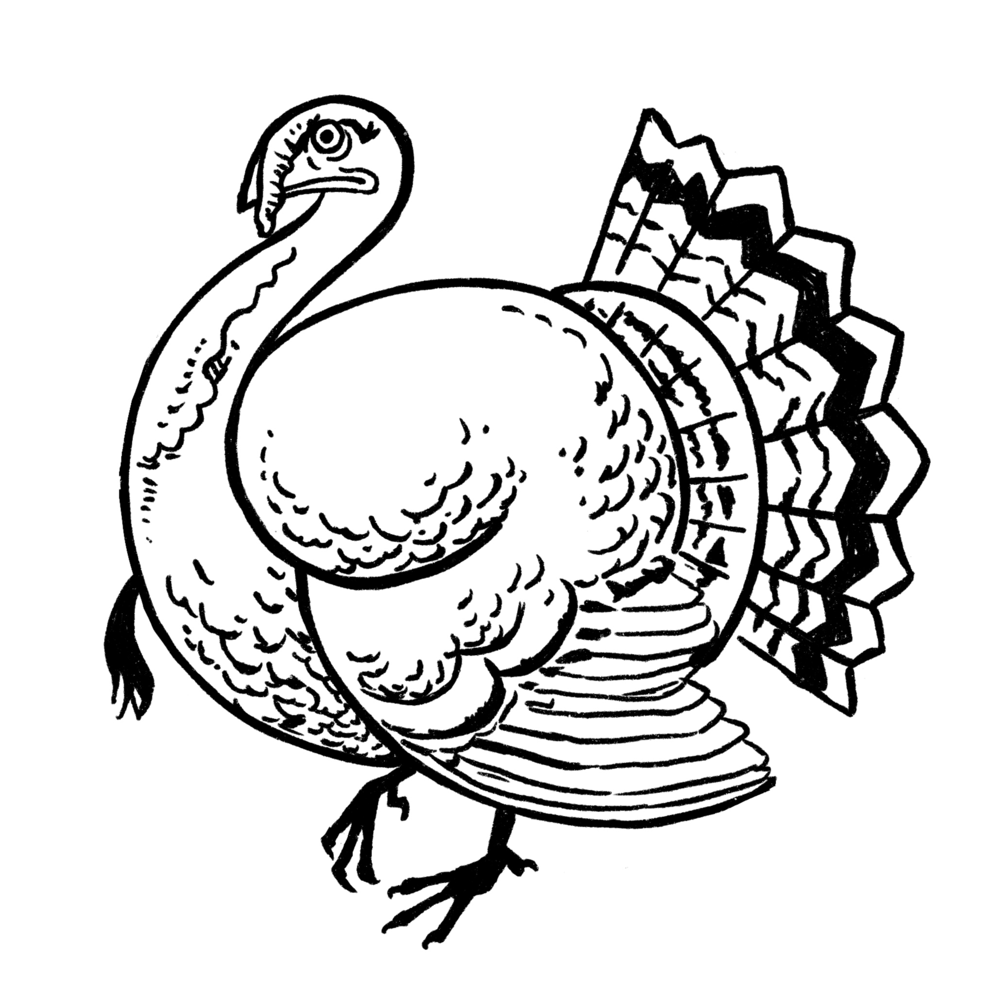 turkey drawing black and white