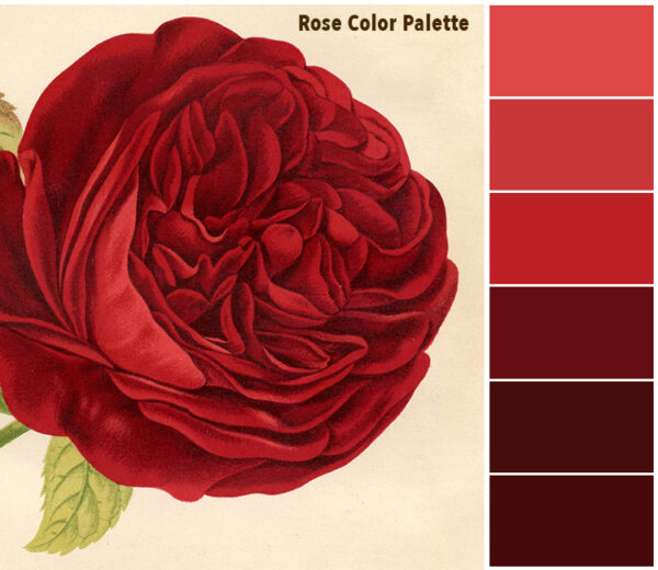 Burgundy Rose Color Palette