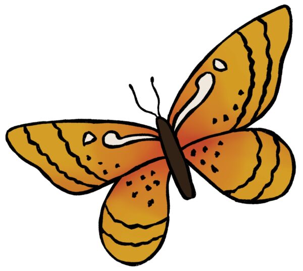 Easy Butterfly Drawing