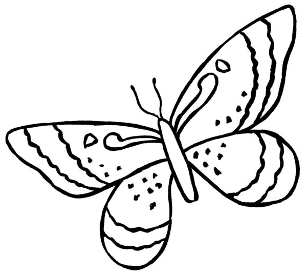 finished butterfly drawing
