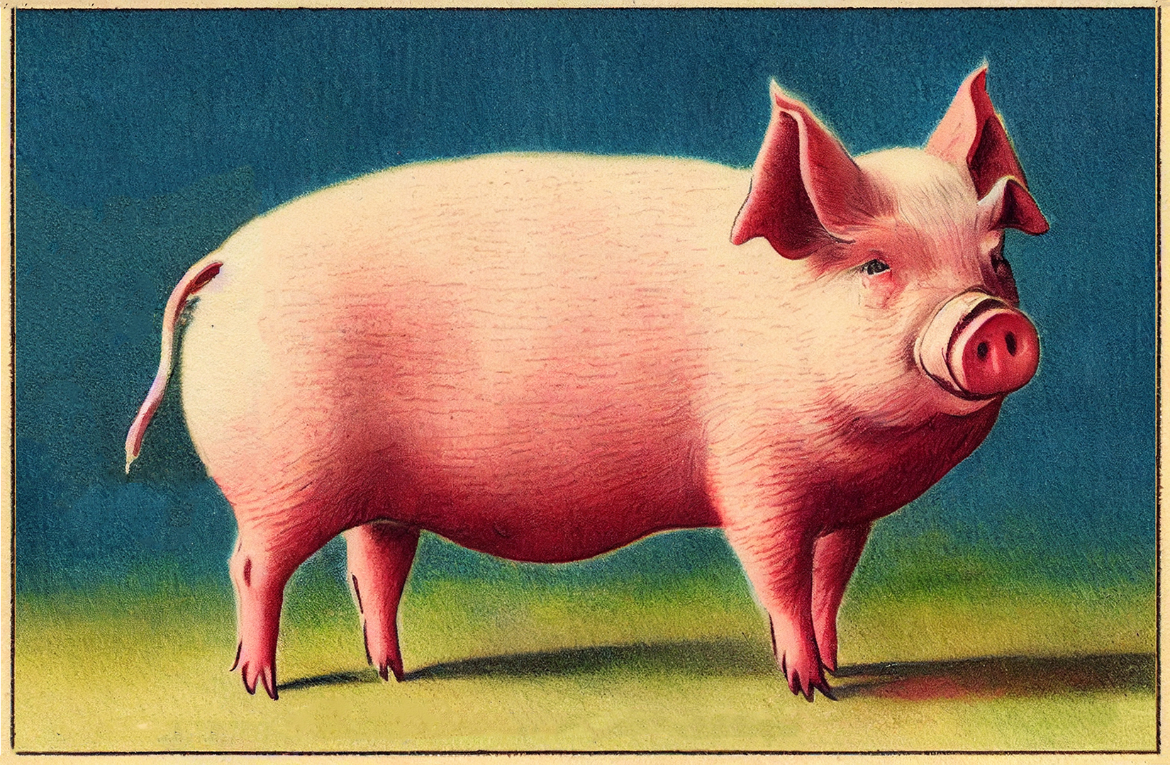 Cute Pink Pig Clipart
