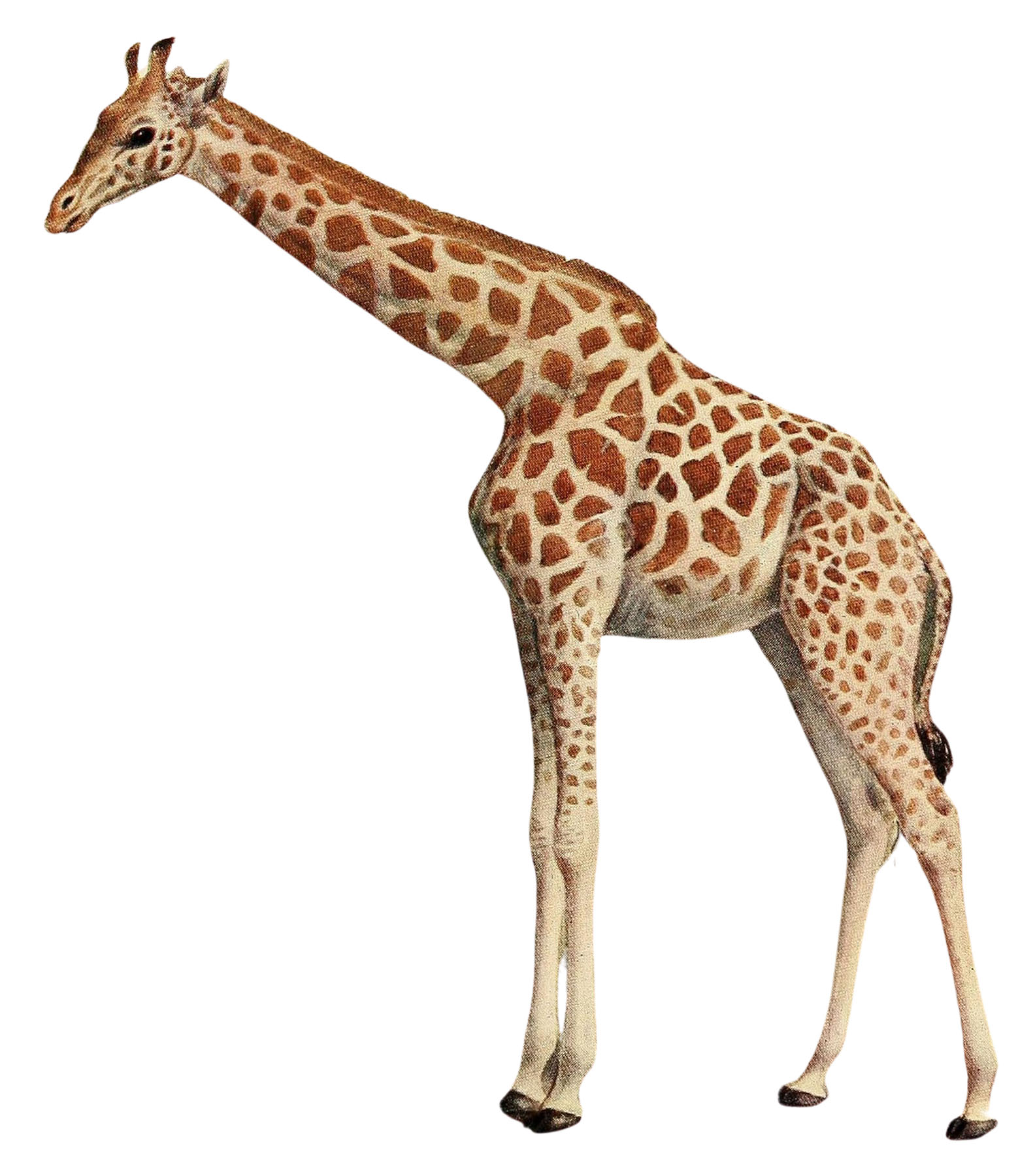 Top 197 + Giraffe animals clipart - Lestwinsonline.com