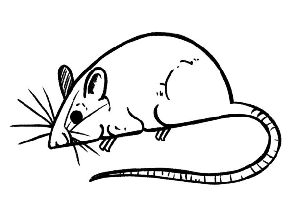 drawing other body parts of mouse