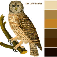 TGF Owl Brown Color Palette