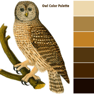 TGF Owl Brown Color Palette